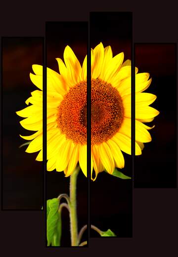 FX №181500  Sunflower modular