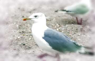 FX №181358 Seagull blur frame