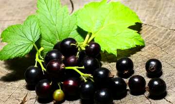 FX №181446  Black currant on wood background