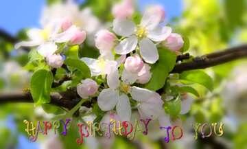FX №181094 Happy birthday card Apple trees in bloom