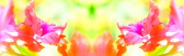 FX №181548  Bright gladiolus background