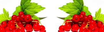 FX №181542  Red currant background