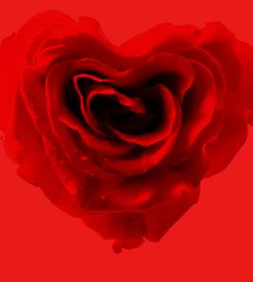 FX №182389 Rose heart red background