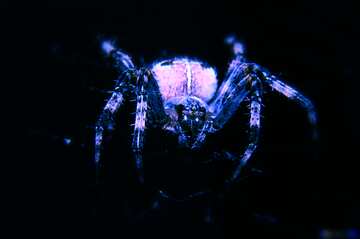 FX №183812 Spider blue