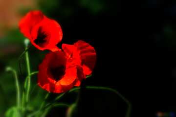 FX №183945 Beautiful background with poppies flowers