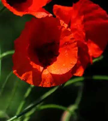FX №183943 Beautiful red flowers poppies