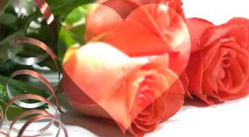 FX №183916 Rose flowers  heart  love