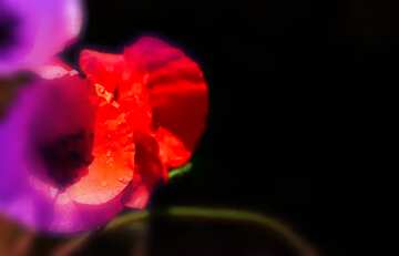 FX №183926 Poppies flowers blur frame