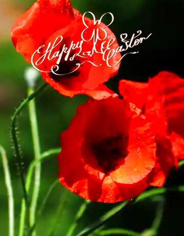 FX №183938 happy easter Beautiful background with poppies flowers
