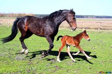 FX №184450 Horse and foal