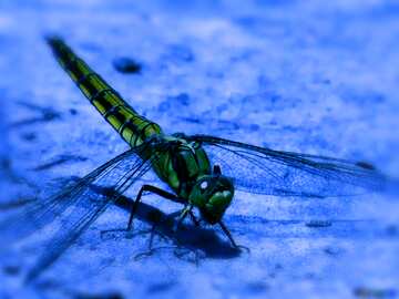 FX №184011 Dragonfly blue