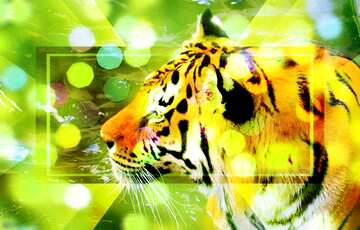 FX №185180 Beautiful tiger  powerpoint website infographic template banner layout design responsive brochure...