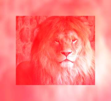 FX №185013 lion red fuzzy border