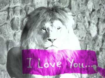 FX №185003 lion I love you