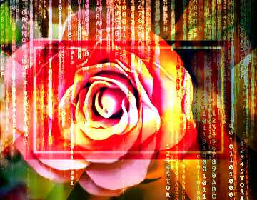 FX №186142 Rose flower from foamirana Red Digital technology background with binary code   powerpoint website...