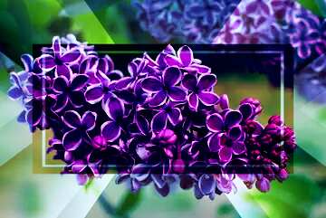 FX №187532 Lilac flowers with light contour powerpoint website infographic template banner layout design...