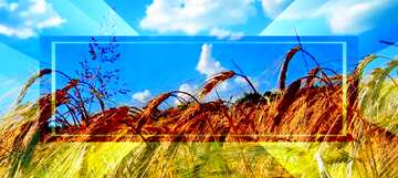 FX №188286 Wallpaper desktop Ukraine rye field with beautiful sky