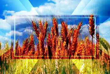 FX №188989 Ukrainian wheat powerpoint website infographic template banner layout design responsive brochure...
