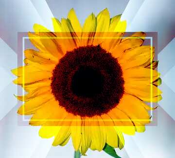 FX №188255 Sunflower flower frame