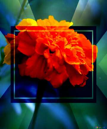 FX №188168 Orange Marigold flower frame website infographic template banner layout design brochure business