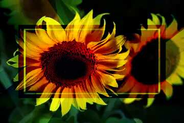 FX №188247 Beautiful flowers of sunflower powerpoint website infographic template banner layout design...