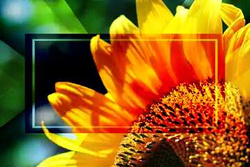 FX №188245 Congratulation flower form frame powerpoint website infographic template banner layout design...