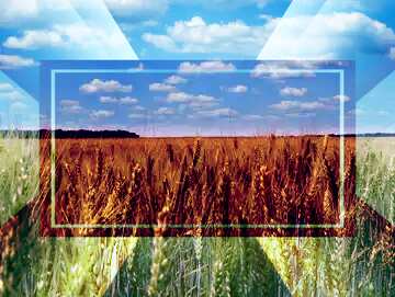 FX №188978 White clouds over bread grain fields powerpoint website infographic template banner layout design...