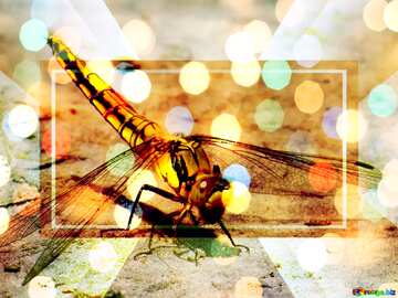 FX №189232  Dragonfly light bokeh background powerpoint website infographic template banner layout design...
