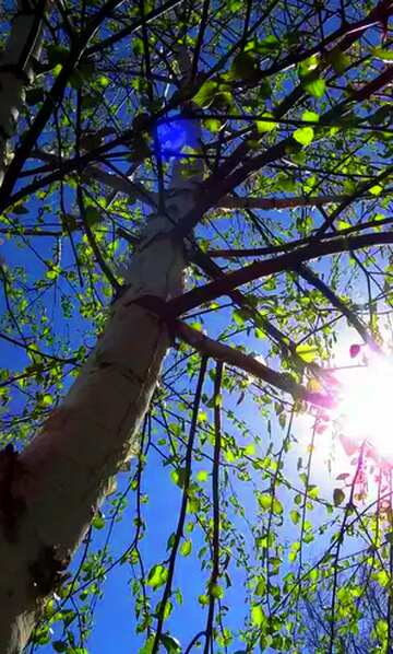FX №19852 Bright colors. The Sun in the branches of birch tree.