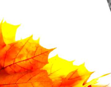 FX №19553 Cover. Autumn yellow leaves isolated.