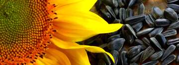 FX №19221 Cover. Oil seed sunflower.