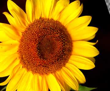 FX №19227 Cover. Sunflower flower on black background.