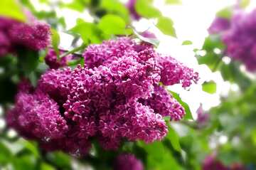 FX №19881 Flowering Lilac