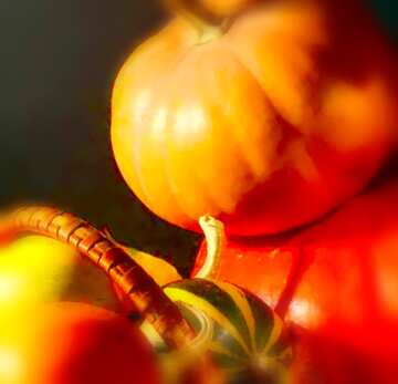 FX №19579 Image for profile picture Autumn fruits.