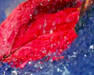 FX №19415 Image for profile picture Autumn leaf in puddle in the rain.