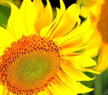 FX №19228 Image for profile picture Beautiful flowers of sunflower.