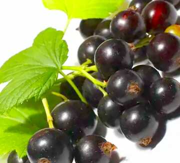 FX №19263 Image for profile picture Black currant isolated.