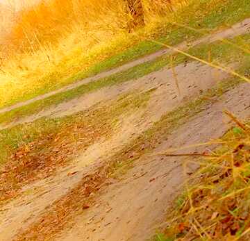 FX №19979 Image for profile picture Dirt road in autumn.