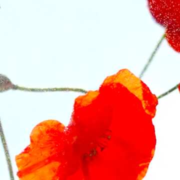 FX №19835 Image for profile picture Flower poppy red with no background.