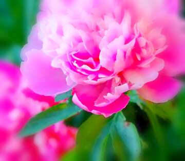 FX №19210 Image for profile picture Flowers of peonies.