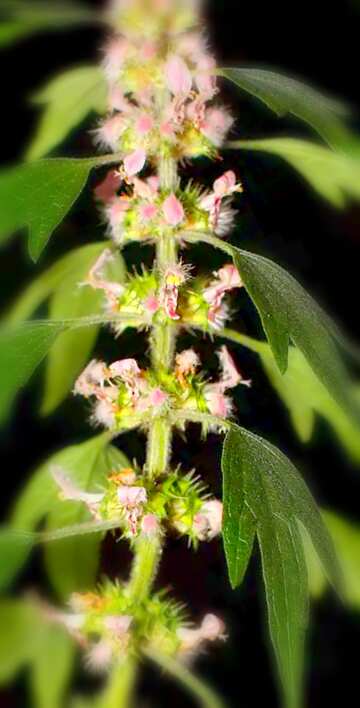 FX №19725 Image for profile picture Motherwort.