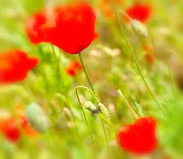FX №19364 Image for profile picture Poppy field.