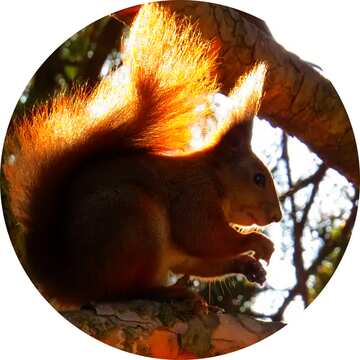 FX №19683 Image for profile picture Squirrel on tree.