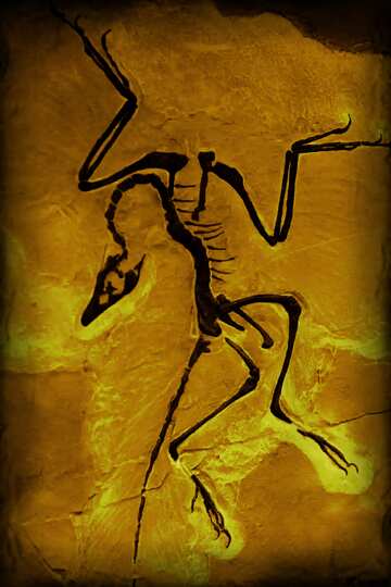 FX №19991 Monochrome. Skeleton fossil animal in stone.