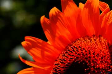 FX №19232 Orange color. Congratulation flower form.