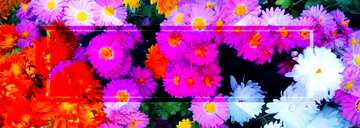 FX №190693 Chrysanthemum autumn flower Template Banner Design Infographic