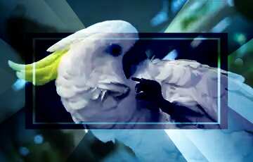 FX №190944 Gay parrot Cockatoo powerpoint website infographic template banner layout design responsive...