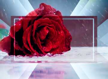 FX №190353 Rose flower rain