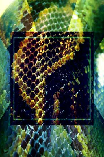 FX №191019 The texture. Color Snake skin. Template
