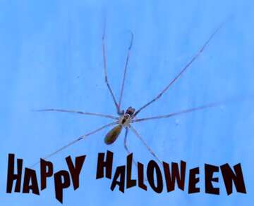 FX №193615 Spider long legs happy halloween